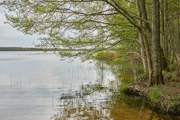 Île Dans Lac Forestier Rivière Jour Pluie Réflexions Dans Eau — Photo