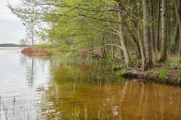 Orman gölünde bir ada (nehir). Yağmurlu bir gün. Sudaki yansımalar. Mavi gökyüzü, parlayan bulutlar. Idyllic manzara. Saf doğa, ekoloji, ekolojik rezerv, eko-turizm.