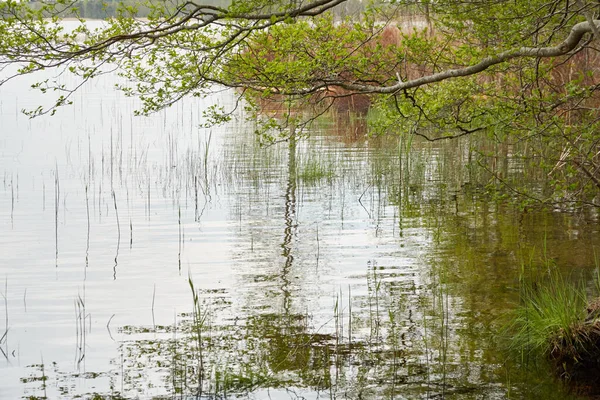 Orman gölünde bir ada (nehir). Yağmurlu bir gün. Sudaki yansımalar. Mavi gökyüzü, parlayan bulutlar. Idyllic manzara. Saf doğa, ekoloji, ekolojik rezerv, eko-turizm.