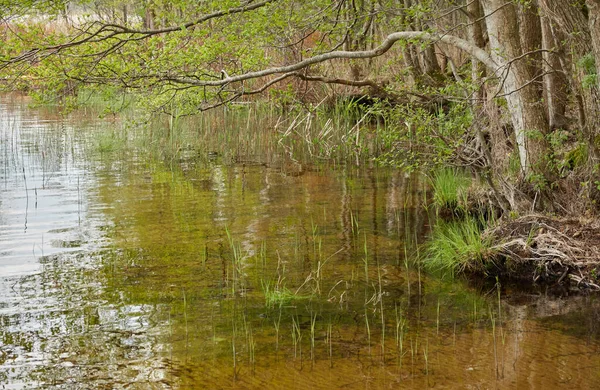 Orman gölünde bir ada (nehir). Yağmurlu bir gün. Sudaki yansımalar. Mavi gökyüzü, parlayan bulutlar. Idyllic manzara. Saf doğa, ekoloji, ekolojik rezerv, eko-turizm.