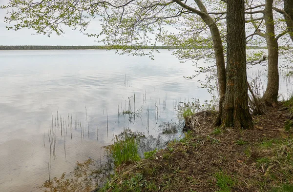 Orman gölünde bir ada (nehir). Yağmurlu bir gün. Sudaki yansımalar. Mavi gökyüzü, parlayan bulutlar. Idyllic manzara. Saf doğa, ekoloji, ekolojik rezerv, eko-turizm.