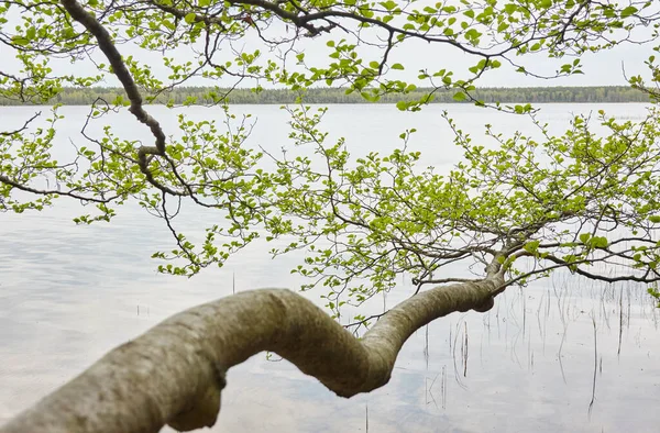 Orman gölü (nehir) manzarası. Yağmurlu bir gün. Ağaç dalı, yeşil yapraklar. Sudaki yansımalar. Idyllic manzara. Saf doğa, ekoloji, ekolojik rezerv, eko-turizm.