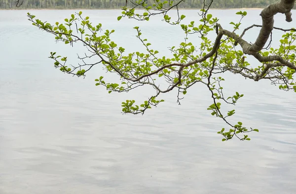 Widok Jezioro Leśne Rzeka Deszczowy Dzień Gałąź Drzewa Zielone Liście — Zdjęcie stockowe