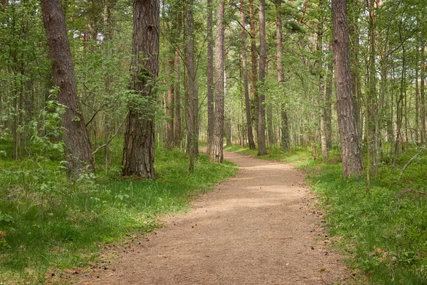 Camino Majestuoso Parque Verde Caducifolio Bosque Pinos Túnel Natural Árboles — Foto de Stock