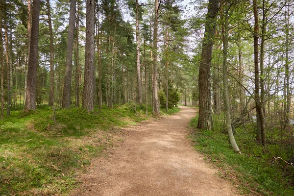 Caminho Majestoso Verde Decíduo Parque Pinhal Túnel Natural Árvores Fortes — Fotografia de Stock