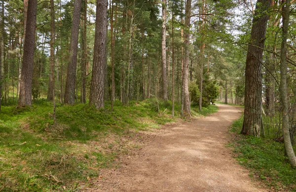 Görkemli yeşil bir yaprak döken yol ve çam ormanları parkında. Doğal tünel. Güçlü ağaçlar, bitkiler. Güneş ışığı, yumuşak güneş ışığı. Atmosferik rüya gibi bahar manzarası. Saf doğa, ekoloji