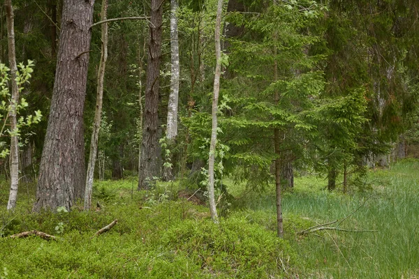 Majestätischer Immergrüner Wald Mächtige Kiefern Und Fichten Sanftes Sonnenlicht Stimmungsvolle — Stockfoto