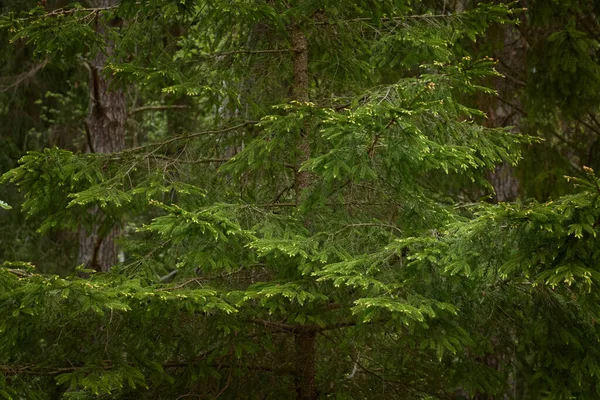 Görkemli Evergreen Ormanı. Güçlü çam ve çam ağaçları. Yumuşak güneş ışığı. Atmosferik manzara. Doğa, mevsimler, çevre, eko turizm