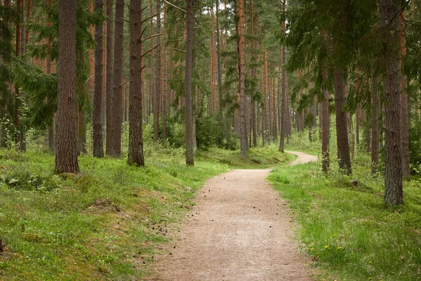 Caminho Majestoso Verde Decíduo Parque Pinhal Túnel Natural Árvores Fortes — Fotografia de Stock