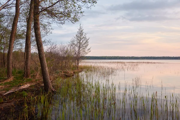 Gün batımında Orman Gölü. Ağaç siluetleri. Yumuşak güneş ışığı, parlayan bulutlar, kristal berrak suda yansıma. Idyllic manzara. Panoramik manzara. Doğa, ekoloji, çevre turizmi. Barış ve neşe kavramları
