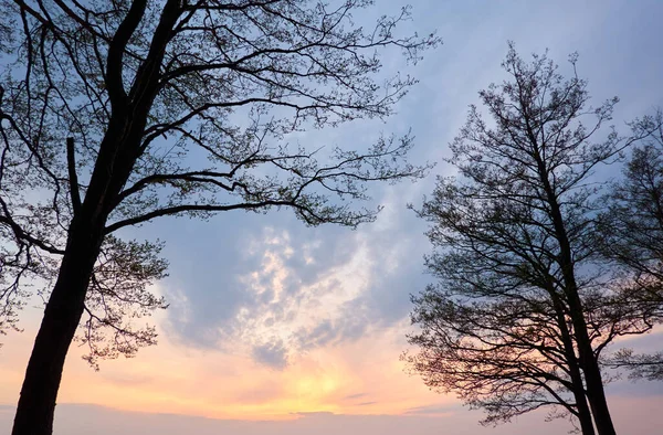 Zachód Słońca Świecące Różowe Złote Chmury Burzy Las Sylwetki Drzew — Zdjęcie stockowe