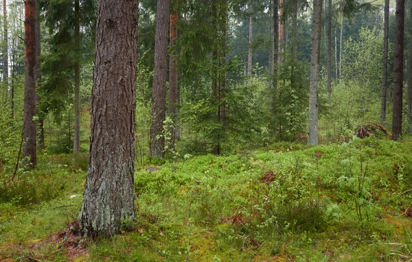 Majestuoso Bosque Perenne Después Lluvia Poderosos Pinos Abetos Luz Solar — Foto de Stock