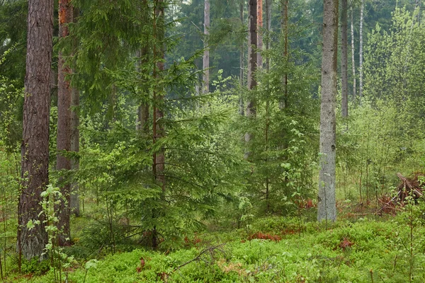 Majestätischer Immergrüner Wald Nach Dem Regen Mächtige Kiefern Und Fichten — Stockfoto
