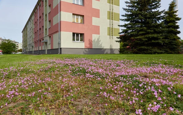 Kwitnące Różowo Fioletowe Kwiaty Bociana Pospolitego Erodium Cicutarium Zielony Trawnik — Zdjęcie stockowe