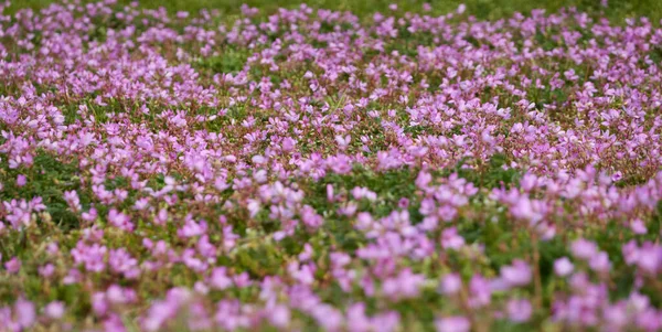 Ανθισμένα Ροζ Και Μοβ Κοινά Λουλούδια Του Πελαργού Erodium Cicutarium — Φωτογραφία Αρχείου