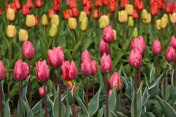 Parlak pembe, sarı, kırmızı, turuncu lale çiçekleri. Hollanda, Hollanda, Avrupa. Doğa, çevre, seyahat merkezleri, peyzaj tasarımı, çiçekçilik, çiftlik, iş, ihracat
