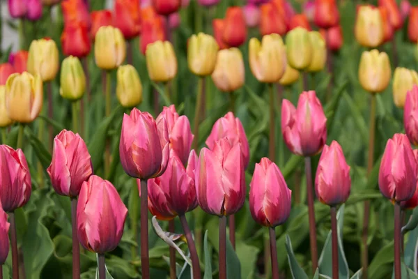 Fioritura Rosa Brillante Giallo Rosso Fiori Tulipano Arancione Olanda Paesi — Foto Stock