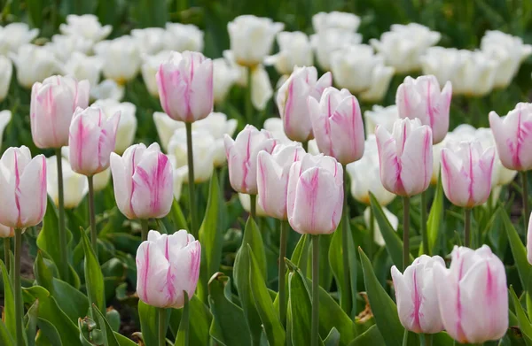 Blommande Rosa Och Vita Tulpanblommor Holland Nederländerna Europa Begreppet Nederländskt — Stockfoto