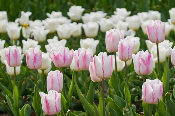 Çiçek açan pembe ve beyaz lale çiçekleri. Hollanda, Hollanda, Avrupa. Hollanda manzarası kavramı. Doğa, çevre, peyzaj tasarımı, çiçekçilik, plantasyon, iş, ihracat
