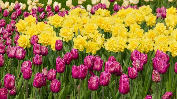 Blommande Ljusa Rosa Tulpaner Och Gula Narcissus Blommor Grön Gräsmatta — Stockfoto