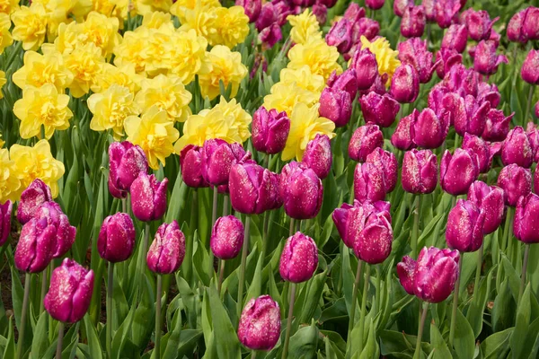 艳丽的粉色郁金香和黄色的水仙花 城市公园里的绿色草坪 园林设计 植物学 球茎植物 — 图库照片