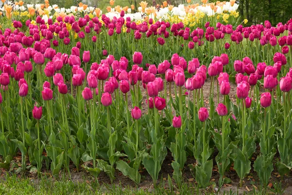 艳丽的粉色郁金香花 城市公园的绿草 园林设计 植物学 球茎植物 — 图库照片
