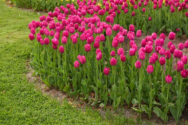 Blommande Ljusa Rosa Tulpanblommor Grön Gräsmatta Stadspark Våren Försommaren Holland — Stockfoto