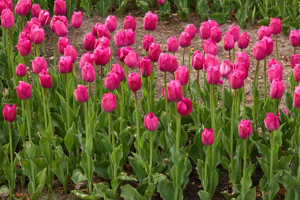 Parlak Pembe Lale Çiçekleri Açıyor Hollanda Hollanda Avrupa Hollanda Manzarası — Stok fotoğraf