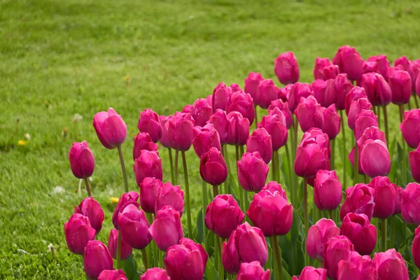 艳丽的粉色郁金香花 城市公园的绿草 园林设计 植物学 球茎植物 — 图库照片