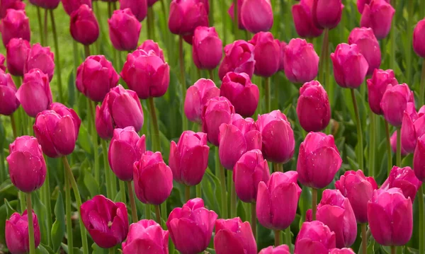 Flores Tulipa Rosa Brilhante Florescendo Holanda Holanda Europa Conceito Paisagem — Fotografia de Stock