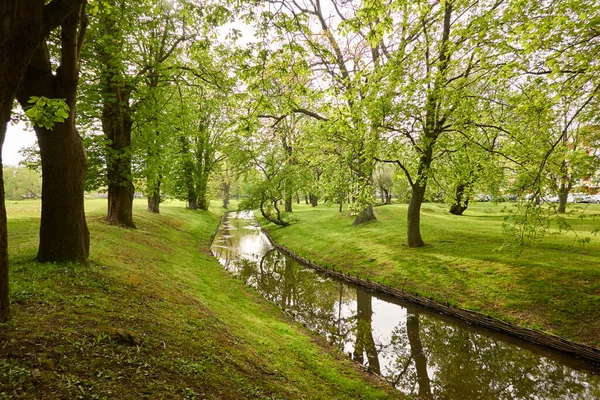 Mała Rzeka Kanał Parku Leśnym Potężny Zielony Liściasty Drzewo Dziki — Zdjęcie stockowe