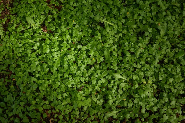 Gele Bloemen Caltha Palustris Moerasgoudsbloem Groene Bladeren Overwoekerde Bosrivier Moeras — Stockfoto