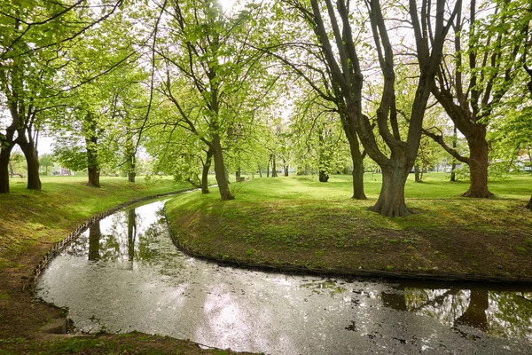 Liten Kanal Skogsparken Mäktiga Gröna Lövträd Vilda Blommor Växter Gyllene — Stockfoto