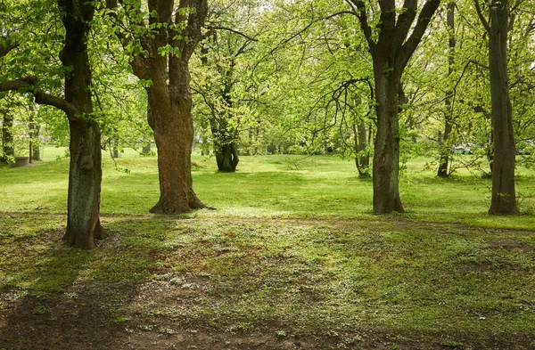Güneşli bir günde yeşil yaprak döken orman parkının panoramik görüntüsü. Güçlü ağaçlar, bitkiler, yosunlar. Yumuşak güneş ışığı. Atmosferik manzara. Doğa, çevre, ekoloji, eko-turizm, kuzey yürüyüşü, keşif