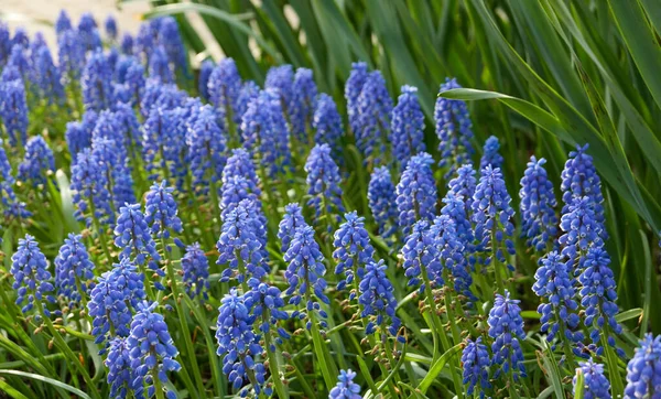 Blühende Blaue Muscari Blüten Grüner Rasen Einem Stadtpark Frühling Frühsommer — Stockfoto