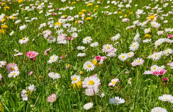 Blommande Gräsmatta Stadspark Daisy Blommor Bellis Annua Grönt Gräs Mjukt — Stockfoto