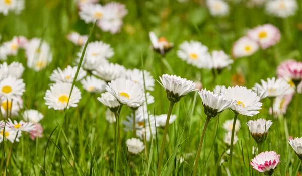 Blühender Rasen Einem Stadtpark Gänseblümchen Bellis Annua Grünes Gras Sanftes — Stockfoto