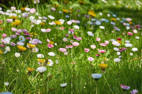 공원의 잔디밭에서 데이지 벨리스 부드러운 초여름 디자인 정원가꾸기 식물학 평화와 — 스톡 사진