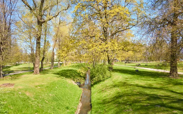 Liten Kanal Skogsparken Mäktiga Gröna Lövträd Vilda Blommor Växter Gyllene — Stockfoto