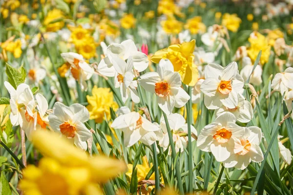 白と黄色のナルシスの花 都市公園の緑の芝生を咲かせます オランダ オランダ ヨーロッパ 造園デザイン 球根植物 — ストック写真