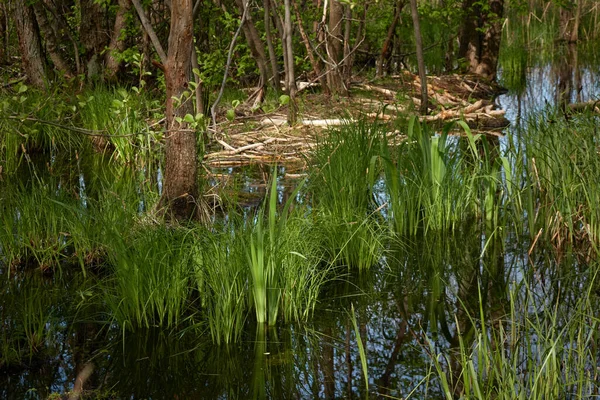 Rio Parque Florestal Barragem Castores Registos Árvores Marcas Dentes Paisagem — Fotografia de Stock