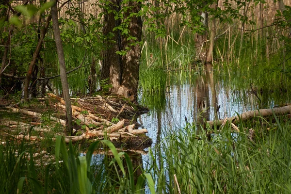Fluss Einem Waldpark Biberdamm Baumstämme Zahnspuren Konzeptlandschaft Frühling Frühsommer Natur — Stockfoto