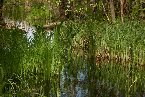 Bataklık yeşil orman ve nehir. Yumuşak güneş ışığı. Sudaki yansımalar. İlkbahar, yazın başı. Çevre, ekoloji, ekosistemler, doğa, eko-turizm. Idyllic manzara