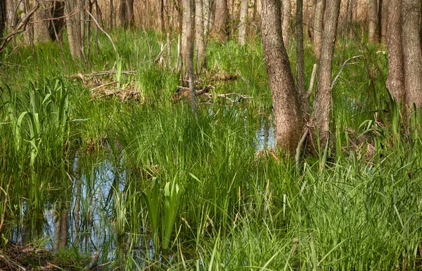Болотний Зелений Ліс Річка Яке Сонячне Світло Роздуми Про Воду — стокове фото