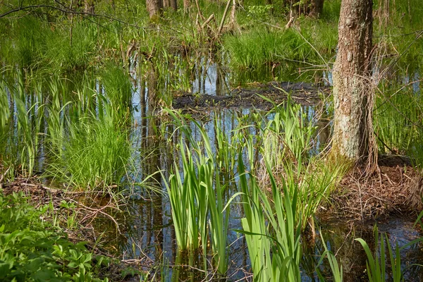 Bataklık yeşil orman ve nehir. Yumuşak güneş ışığı. Sudaki yansımalar. İlkbahar, yazın başı. Çevre, ekoloji, ekosistemler, doğa, eko-turizm. Idyllic manzara