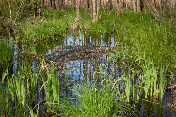 Floresta Verde Pantanosa Rio Luz Solar Suave Reflexões Sobre Água — Fotografia de Stock