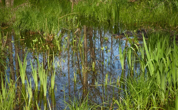 Bažinatý Zelený Les Řeka Měkké Sluneční Světlo Úvahy Vodě Jaro — Stock fotografie