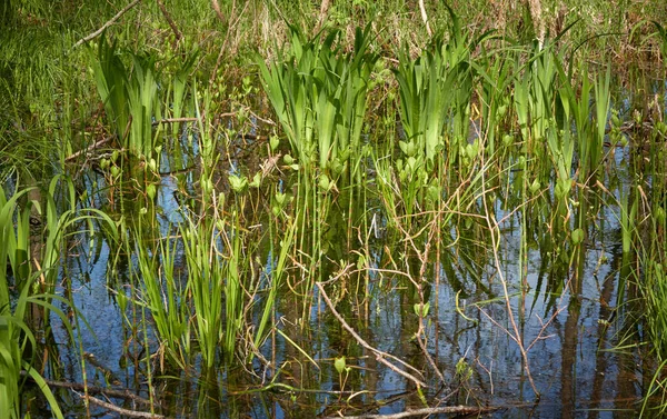 Болотистый Зеленый Лес Река Мягкий Солнечный Свет Размышления Воде Весна — стоковое фото