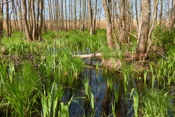 Bataklık yeşil orman ve nehir. Yumuşak güneş ışığı. Sudaki yansımalar. İlkbahar, yazın başı. Çevre, ekoloji, ekosistemler, doğa, eko-turizm. Idyllic manzara