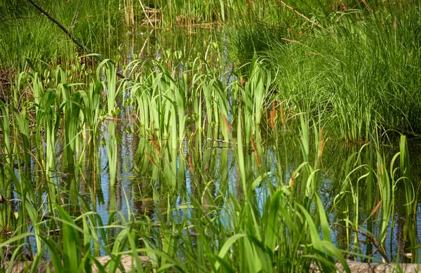 Болотистый Зеленый Лес Река Мягкий Солнечный Свет Размышления Воде Весна — стоковое фото